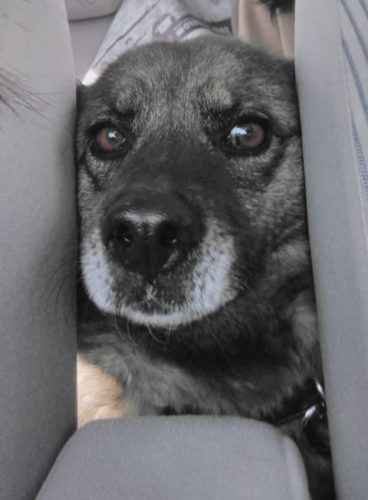 犬さんを車に乗せた結果wwwww