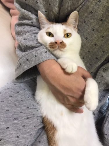 車を運転中、ネコが急に飛び出して来た時どう対応してる？