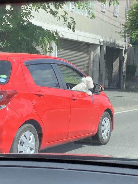 イヌさん、車を運転をするｗｗｗｗｗ