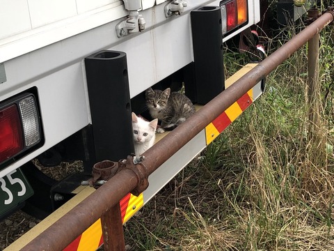トラックの下にネコが！奥を覗いたら、なんと... 「猫バンバン」の大事さ分かる写真に反響