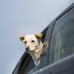 犬って車内に置いておいても耐えられる？