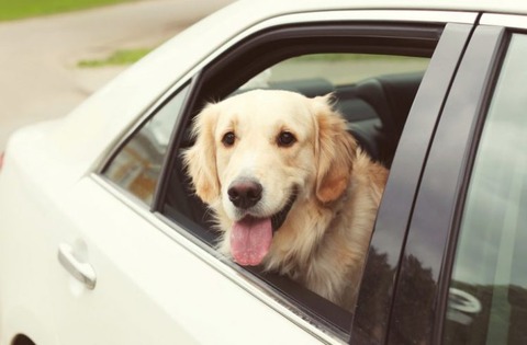 運転席側の窓から「犬」の顔   道交法違反容疑で男を現行犯逮捕