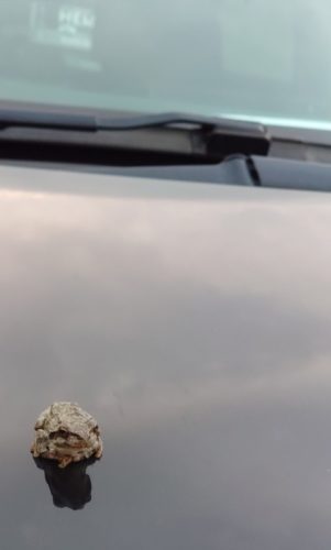 【悲報】ワイ、車にカエルさんが乗っていると100m運転してから気付くｗ