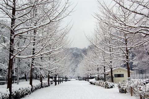 神奈川で冬越すんだけど、スタッドレスタイヤ必要？？
