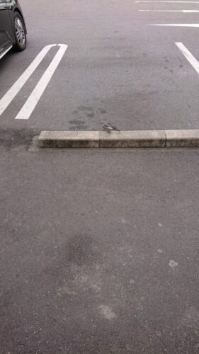 駐車場でめっちゃ速く歩いてるこの鳥wwwwwwwwwwwwwwwwwww