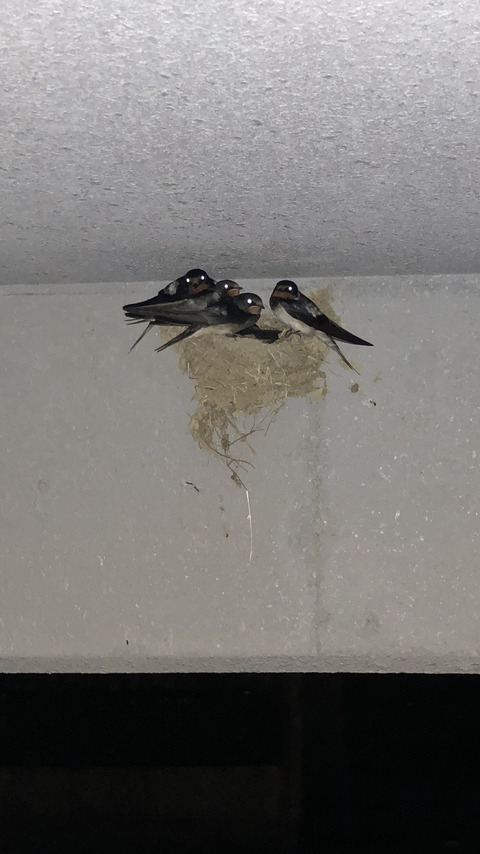 【画像】うちの車庫にツバメが巣を作りやがったｗｗｗｗｗｗ