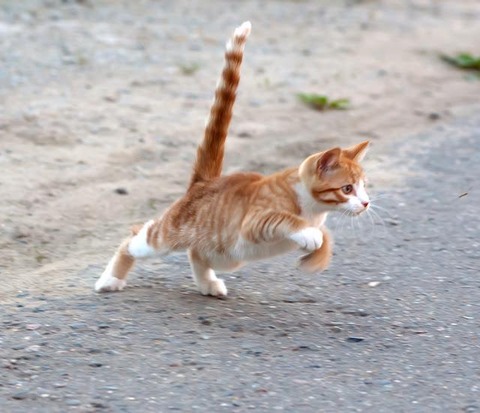 猫はどうして動体視力良いのにスレスレで道路渡ろうとするのか・・・・・