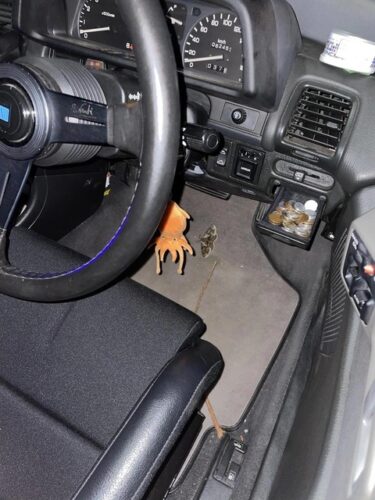 【悲報】車に虫が入ってきたｗｗｗヤヴァイｗｗｗｗｗｗ