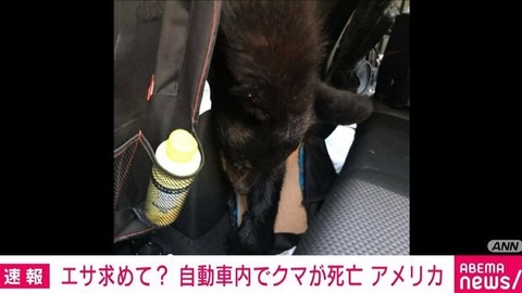【可哀想】餌を探しに車の中に侵入したクマさん、出られなくなりそのまま蒸し焼きに…