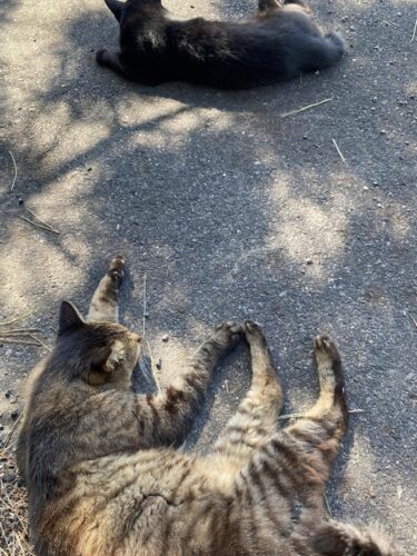 近所の駐車場に猫が大量にすみついてるんだが