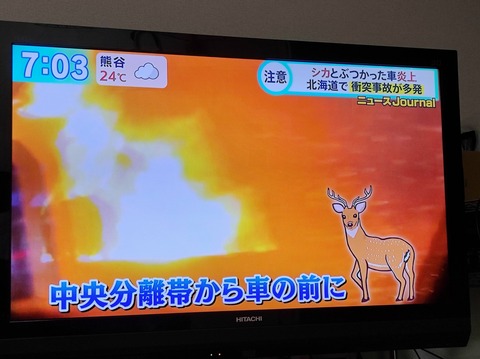 北海道で鹿とぶつかった車が炎上する事故多発wwwwww