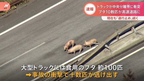 (´・ω・`)出荷された豚さん、高速道路上で逃げだすｗｗｗｗ
