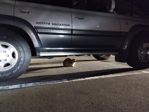 【画像あり】猫が車の下にいたんだが許せるか？