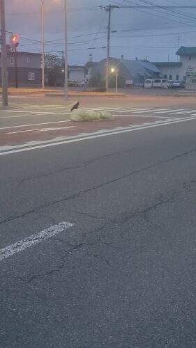 道路の真ん中にゴミ落ちてたんやがｗｗｗｗｗｗ