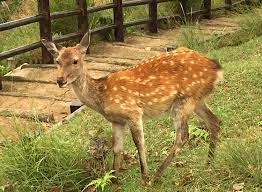【悲報】ど田舎長野県、鹿が道を塞ぎ3キロの渋滞が発生wwwwwwww