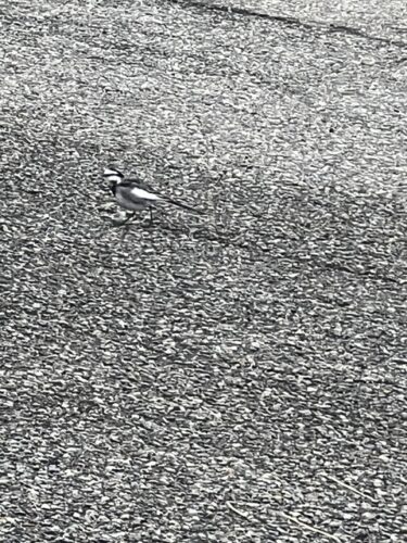 なんで駐車スペースの床素材って汚れやすい白色使ってんの？