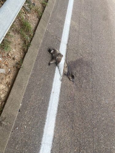 アライさん、ロードキルされた上で無慈悲に車線を引かれた画像が拡散され全米で話題にwwwwwww