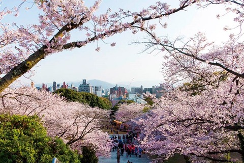 『福岡』で舞鶴公園以外で車で行ける桜の名所ってどこ？？？？？