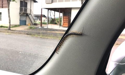 【悲報】お父さん、車内の『ムカデ』を追い出そうとした結果・・・・・