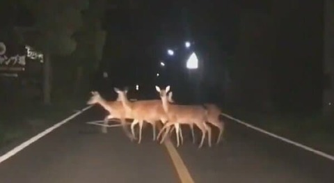 【悲報】ワイ、車で鹿と事故を起こした結果・・・・・